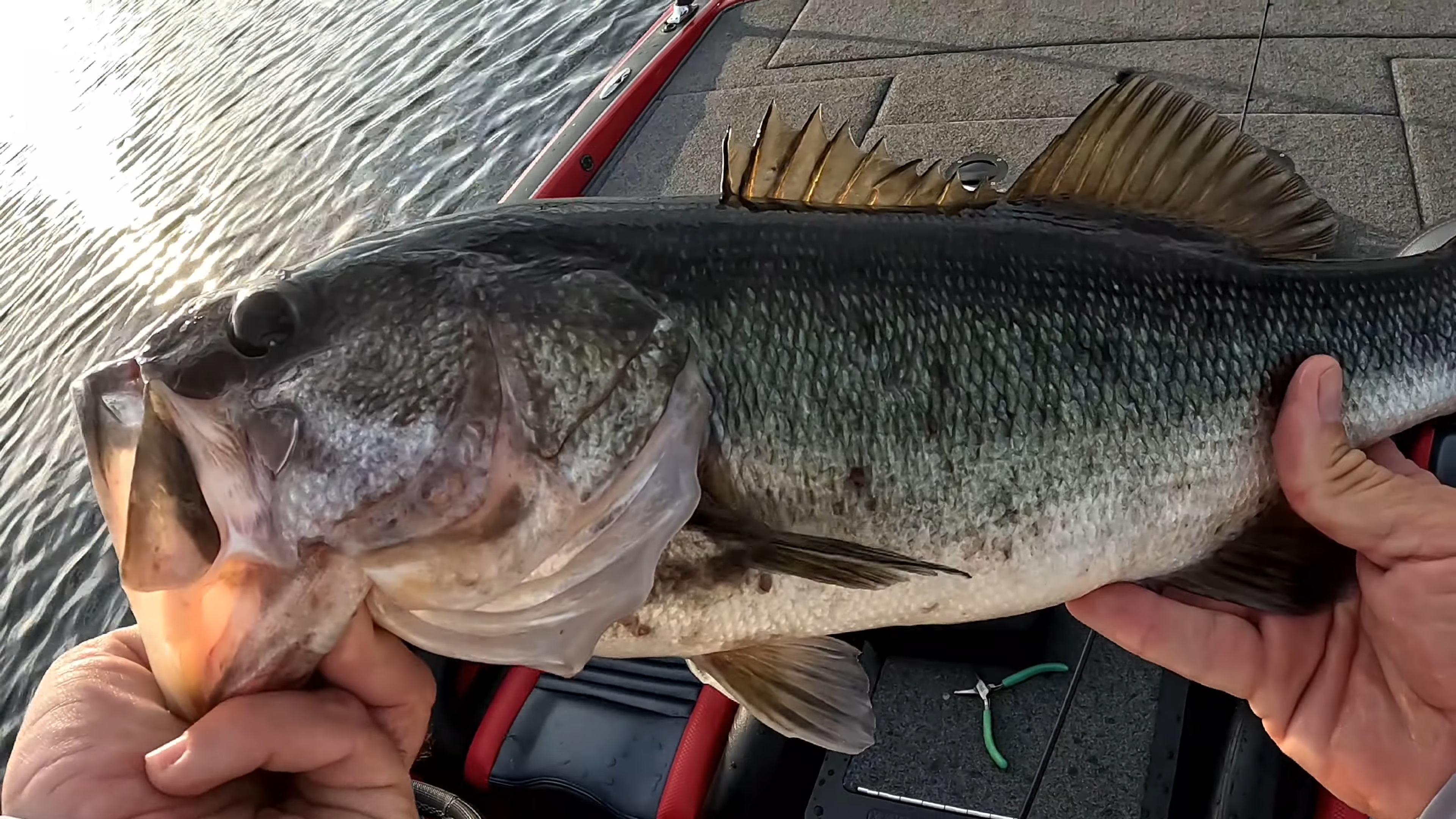 Largemouth Bass Caught With Forward Facing Sonar